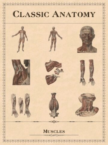 Классическая анатомия для iOS