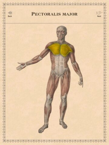 iOS 用 クラシック解剖学