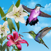 Birds Live Wallpaper за Android