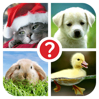 Guess the word: 4 Pics 1 Word pour Android