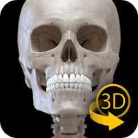 Skeleton 3D Anatomy per Android