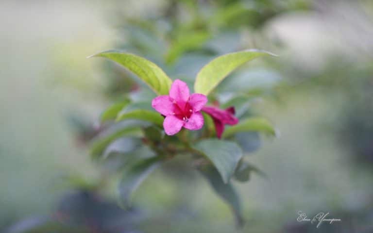 Windows 版 Beautiful Blossoms by Elena Yansupova