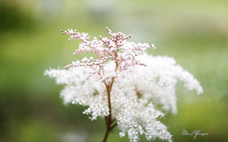 Beautiful Blossoms by Elena Yansupova pour Windows