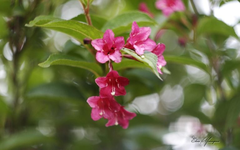 Beautiful Blossoms by Elena Yansupova untuk Windows