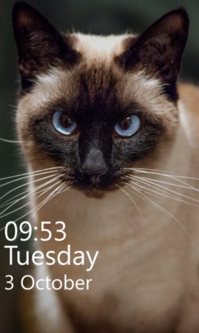 Cat Wallpapers cho Windows