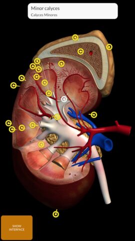 Анатомия — 3D Атлас для Android — скриншот 5