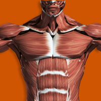 Muscular System 3D (anatomia) para iOS