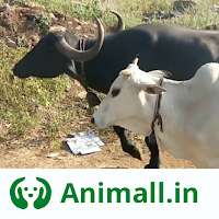 गाय भैंस खरीदें बेचें Animall لنظام Android