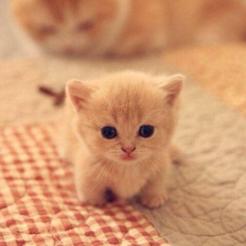 Cat Wallpapers HD Cute for Android