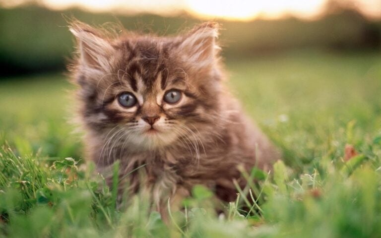 Cat Wallpapers HD Cute สำหรับ Android
