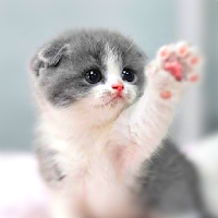 Cat Wallpapers HD Cute สำหรับ Android