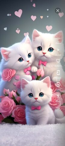 Android 用 Cute Cat Wallpaper HD