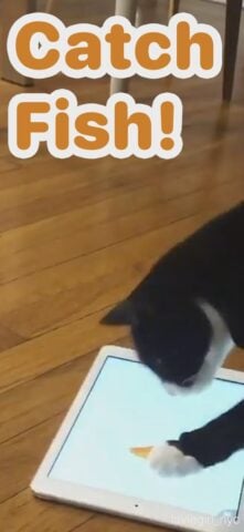 iOS용 고양이 게임!