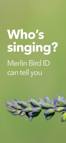 Android 版 Merlin 鳥種識別 by Cornell Lab