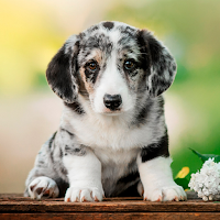 Puppy Wallpapers for Android