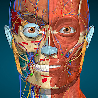 Anatomy Learning — 3D анатомия для Android