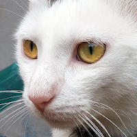 Кошачьи звуки для Android