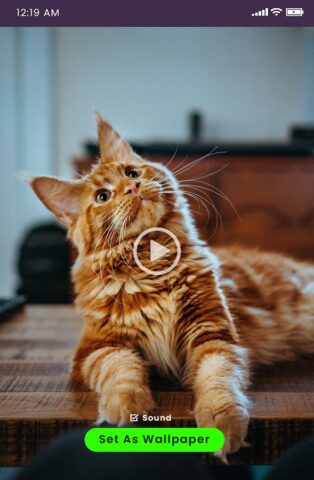 Живые видео обои HD для Android — скриншот 4