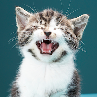 Звуки кошек! для Android