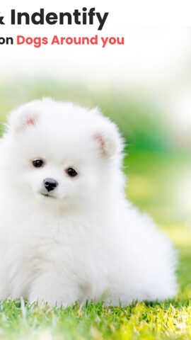 Идентификатор породы собак для Android — скриншот 2