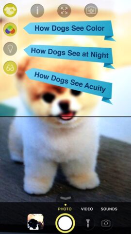 Dog Vision HD для iOS — скриншот 2