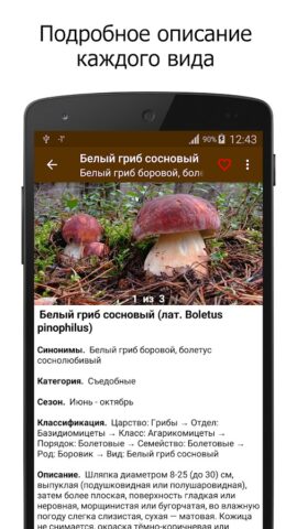 Грибы для Android — скриншот 2