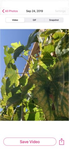 LP — Live Image to Video & GIF для iOS — скриншот 2