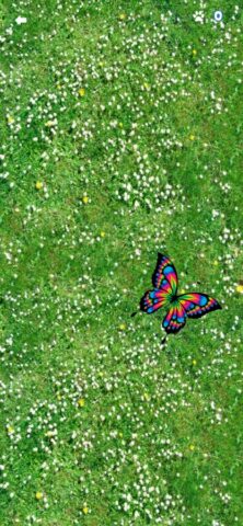 Laser Pointer for Dogs для iOS — скриншот 4