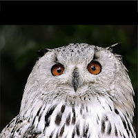 Повышение резкости видео для Android