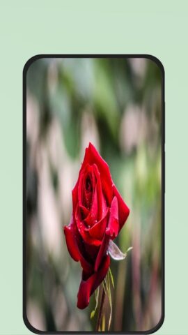 Rose Flower Pic для Android — скриншот 1