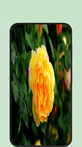 Rose Flower Pic для Android — скриншот 4