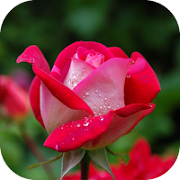 Rose Flower Pic для Android