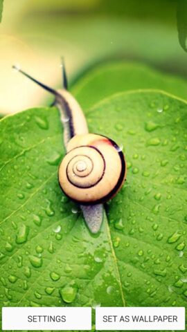 Главный Экран Живые Обои для Android — скриншот 2