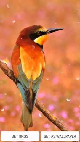 Главный Экран Живые Обои для Android — скриншот 5