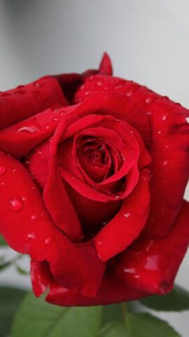 Живые Обои Розы для Android — скриншот 3