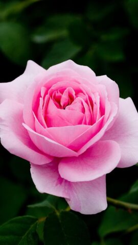 Живые Обои Розы для Android — скриншот 4