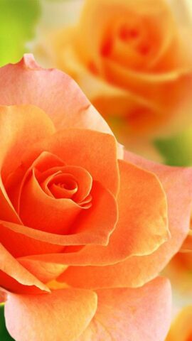 Живые Обои Розы для Android — скриншот 5