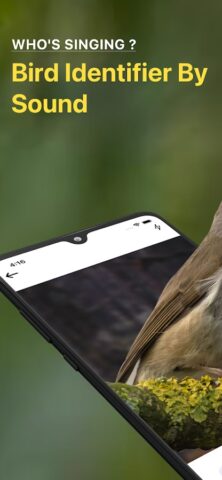 Bird Sound Identifier Bird ID для Android — скриншот 1