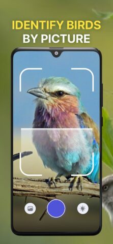 Bird Sound Identifier Bird ID для Android — скриншот 3