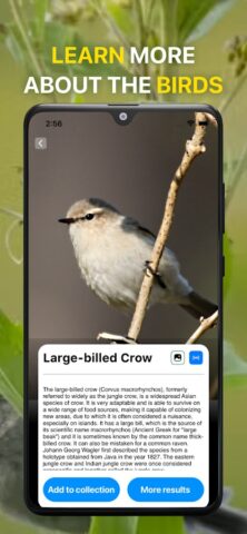 Bird Sound Identifier Bird ID для Android — скриншот 4