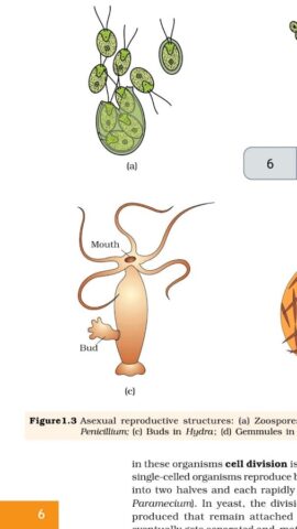 Class 12 Biology NCERT Book для Android — скриншот 1