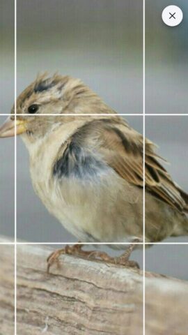 Drawing Grid для Android — скриншот 4