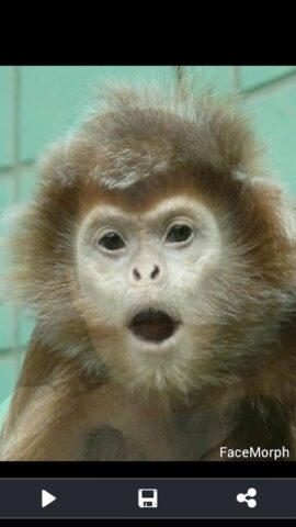 Face Morph для Android — скриншот 5