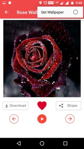Роза обои для Android — скриншот 4