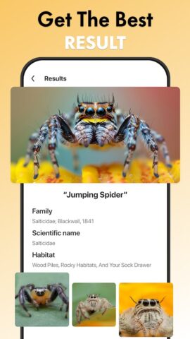 Spider Identifier: Insect ID для Android — скриншот 4