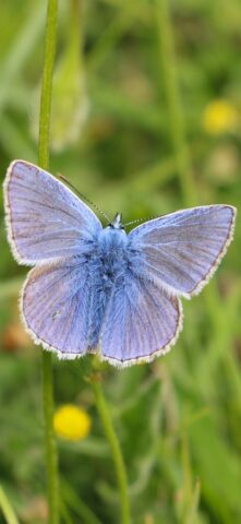 Бабочки для iOS — скриншот 1