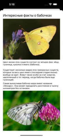 Бабочки для iOS — скриншот 5