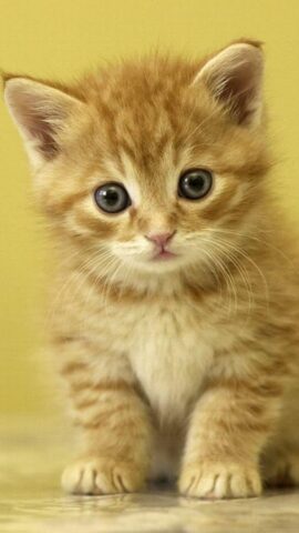 Животные Живые Обои для Android — скриншот 1