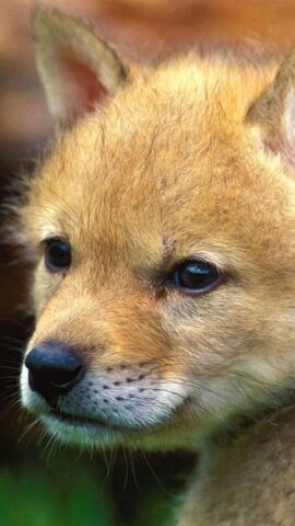 Животные Живые Обои для Android — скриншот 2