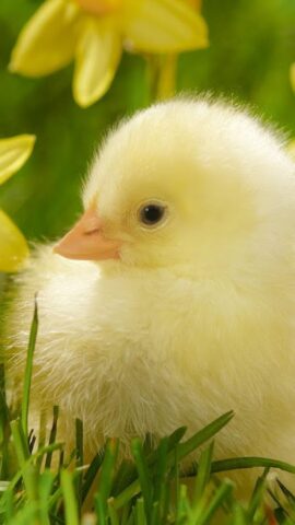 Животные Живые Обои для Android — скриншот 4